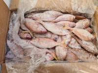 Order Frozen Pargo Fish In Stock With Fast Delivery Premium Quality Seafood