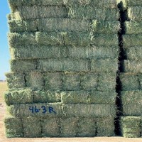 Alfafa Hay Animal Feeding Stuff Alfalfa, Hay/alfalfa hay Pellets Timothy Hay/ Alfafa in Bales Best Super Top Quality
