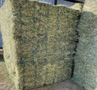 Alfafa Hay Animal Feeding Stuff Alfalfa, Hay/alfalfa hay Pellets Timothy Hay/ Alfafa in Bales Best Super Top Quality