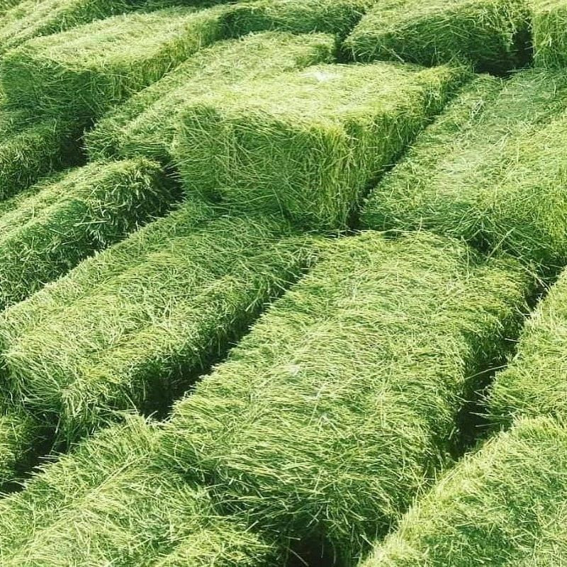 Alfafa Hay Animal Feeding Stuff Alfalfa, Hay/alfalfa hay Pellets Timothy Hay/ Alfafa in Bales Best Super Top Quality