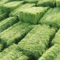 Alfafa Hay Animal Feeding Stuff Alfalfa, Hay/alfalfa hay Pellets Timothy Hay/ Alfafa in Bales Best Super Top Quality