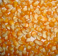 Organic Yellow Corn Premium Export Quality Dried Maize Wholesale Price + 50/kg Packaging