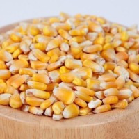 Organic Yellow Corn Premium Export Quality Dried Maize Wholesale Price + 50/kg Packaging