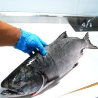 Buy Whole and Gutted Salmon now Premium Quality Seafood for sale