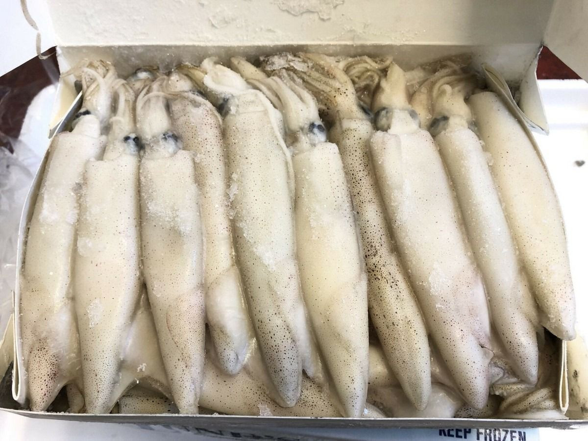 Wholesale Sell Bulk Fresh Frozen Dried Squid Frozen Dried Calamari Squid