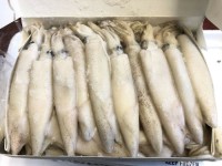 Wholesale Sell Bulk Fresh Frozen Dried Squid Frozen Dried Calamari Squid