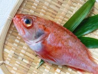Order Frozen Pargo Fish In Stock With Fast Delivery Premium Quality Seafood