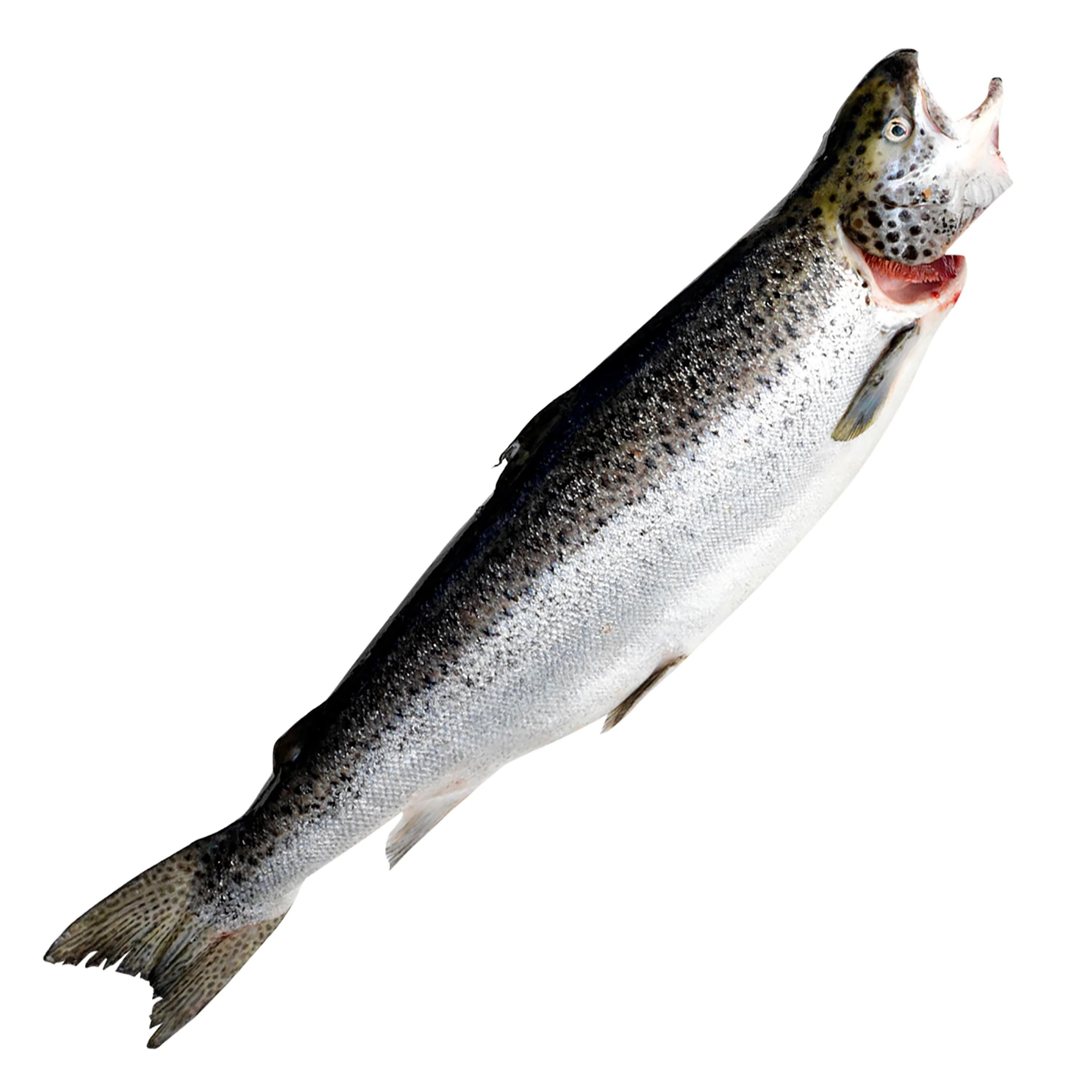 Buy Whole and Gutted Salmon now with Premium Quality guaranteed