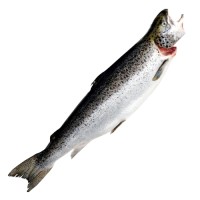 Buy Whole and Gutted Salmon now with Premium Quality guaranteed