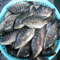 Frozen Fish Tilapia Custom Packing 10kg 10lbs Per Carton Iwp Ivp Iqf Frozen Tilapia Fish Frozen Black Tilapia Fish