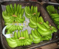 Natural High Quality Green Yellow Cavendish Banana Wholesale Top Grade Bananas Best Price Fresh Bananas