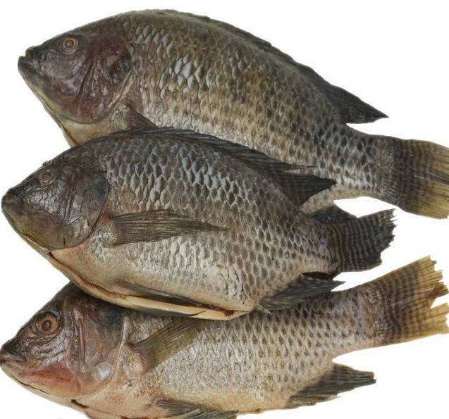 Frozen Fish Tilapia Custom Packing 10kg 10lbs Per Carton Iwp Ivp Iqf Frozen Tilapia Fish Frozen Black Tilapia Fish