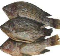 Frozen Fish Tilapia Custom Packing 10kg 10lbs Per Carton Iwp Ivp Iqf Frozen Tilapia Fish Frozen Black Tilapia Fish