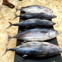 High Quality Frozen Skipjack Tuna Whole Round Frozen Tuna Fish Price