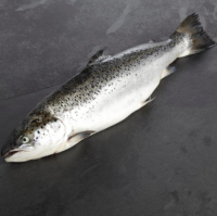 Buy Whole and Gutted Salmon now Premium Quality Seafood for sale