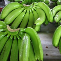 Natural High Quality Green Yellow Cavendish Banana Wholesale Top Grade Bananas Best Price Fresh Bananas