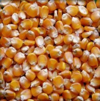 Organic Yellow Corn Premium Export Quality Dried Maize Wholesale Price + 50/kg Packaging