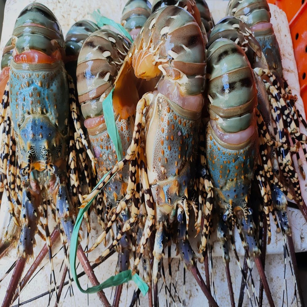 Fresh New Stock Seafood Fresh and Frozen Lobsters Best Wholesale Lobster Tails, Live Lobsters, Live Spiny Lobsters for