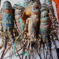 Fresh New Stock Seafood Fresh and Frozen Lobsters Best Wholesale Lobster Tails, Live Lobsters, Live Spiny Lobsters for