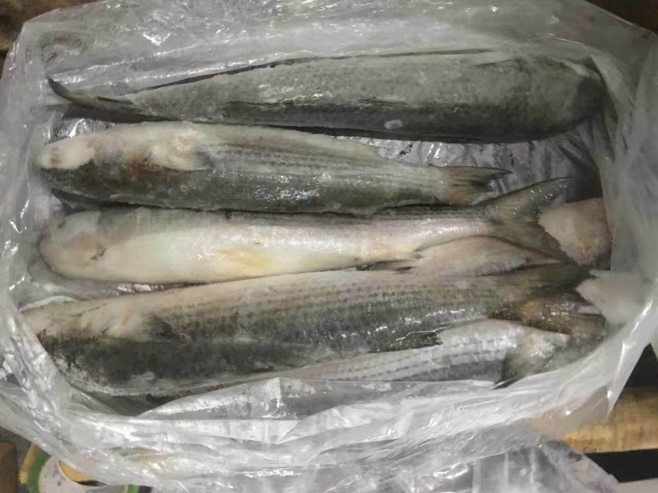 Grey whole and gutted mullet available in stock ready to ship with fast delivery for your fresh seafood