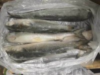 Grey whole and gutted mullet available in stock ready to ship with fast delivery for your fresh seafood