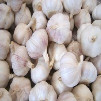 Hot Sale Price Fresh Organic Natural Garlic / New Crop Fresh Garlic bulk Supplier