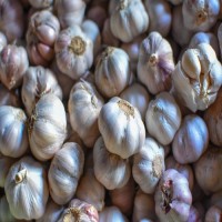 Hot Sale Price Fresh Organic Natural Garlic / New Crop Fresh Garlic bulk Supplier