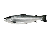 Buy Whole and Gutted Salmon now with Premium Quality guaranteed
