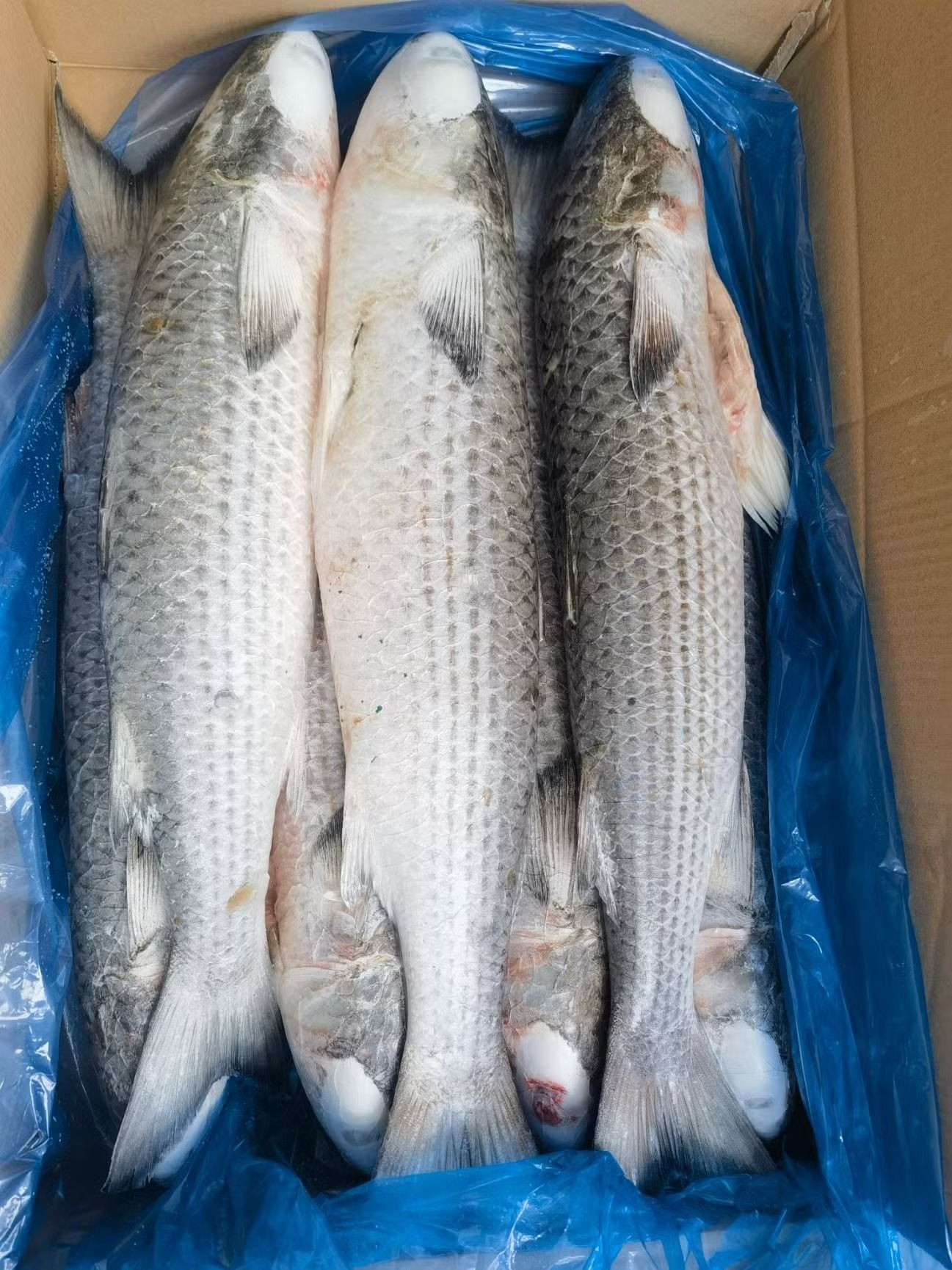Grey whole and gutted mullet available in stock ready to ship with fast delivery for your fresh seafood