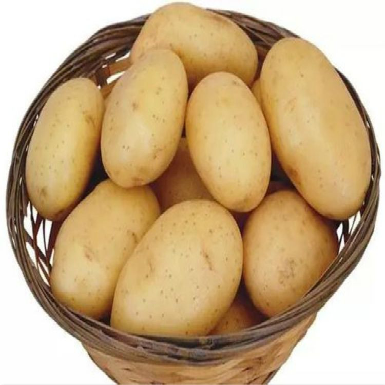 High Quality Fresh Potato New Crop Potato Fresh Vegetables Available at Wholesale Price