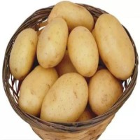 High Quality Fresh Potato New Crop Potato Fresh Vegetables Available at Wholesale Price