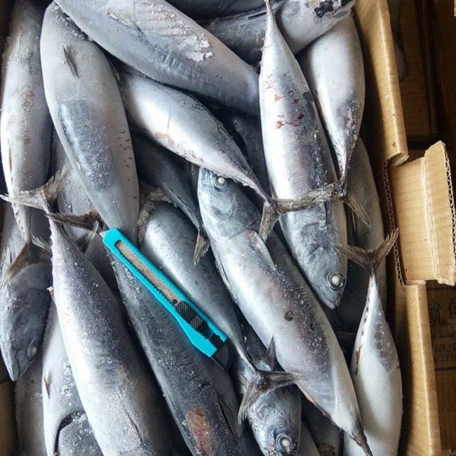High Quality Frozen Skipjack Tuna Whole Round Frozen Tuna Fish Price