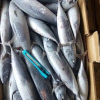 High Quality Frozen Skipjack Tuna Whole Round Frozen Tuna Fish Price