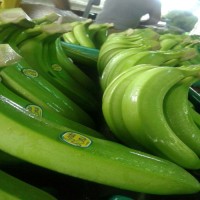 Natural High Quality Green Yellow Cavendish Banana Wholesale Top Grade Bananas Best Price Fresh Bananas