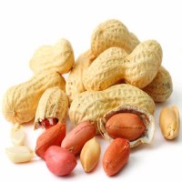 Wholesale 100% Natural Raw Peanuts High Quality Dried Nuts without Shell Ad Drying Process