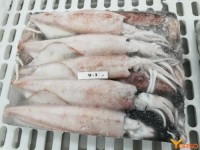 Wholesale Sell Bulk Fresh Frozen Dried Squid Frozen Dried Calamari Squid